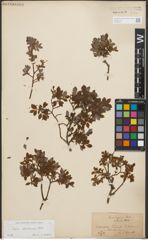 Foto von Salix starkeana Willd.
